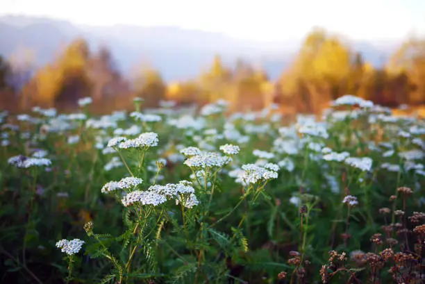 Yarrow: Planting, Growing, and Caring Guide