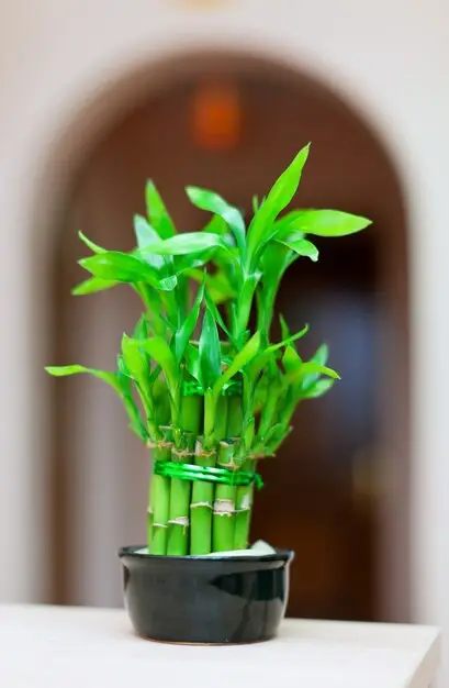 Providing Adequate Lighting for Your Lucky Bamboo.