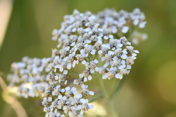 Pruning Yarrow: Maintaining Healthy Growth and Shape