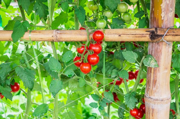 The Impact of Temperature Fluctuations on Tomato Splitting