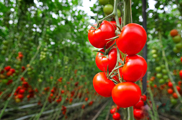 Why Tomatoes Split on the Vine and How to Prevent It
