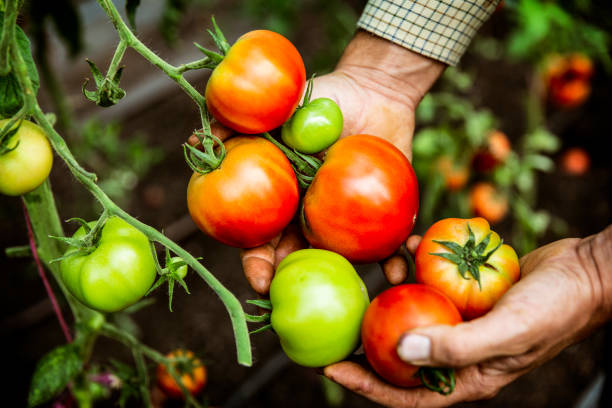 Harvesting Techniques to Reduce Tomato Splitting