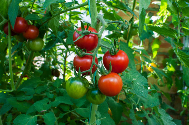 The Role of Mulching in Preventing Tomato Splitting