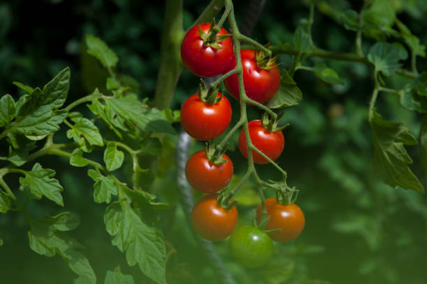 The Importance of Regularly Inspecting Your Tomato Plants