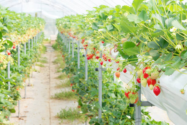 Success Stories: Real-Life Examples of Hydroponic Strawberry Farms