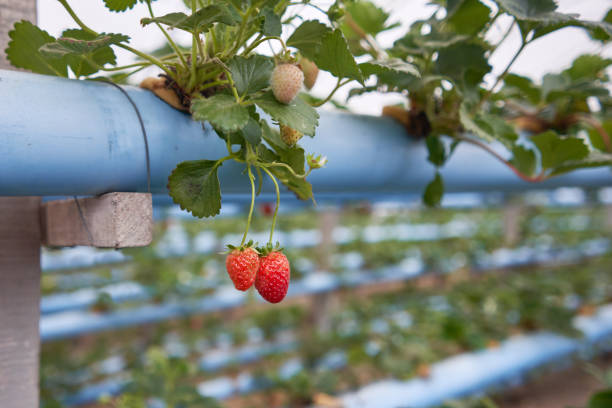 Disease and Pest Management in Soil-Free Berry Cultivation