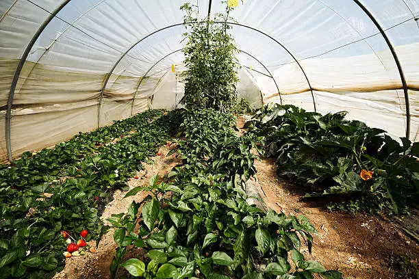 Key Components for Hydroponic Strawberry Systems