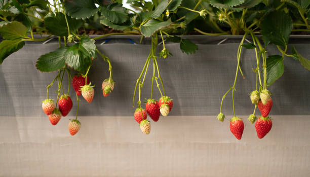 The Advantages of Hydroponic Strawberry Cultivation