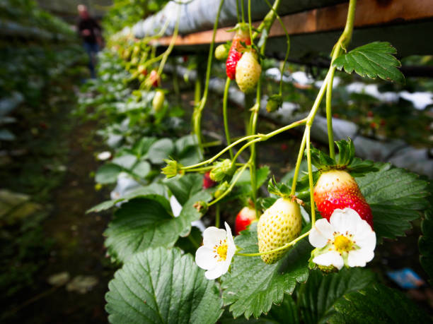 Exploring the History of Soil-Free Berry Cultivation