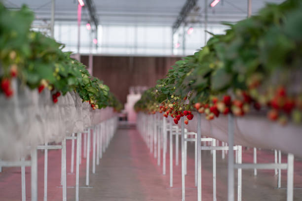 Economic Viability of Hydroponic Strawberry Cultivation