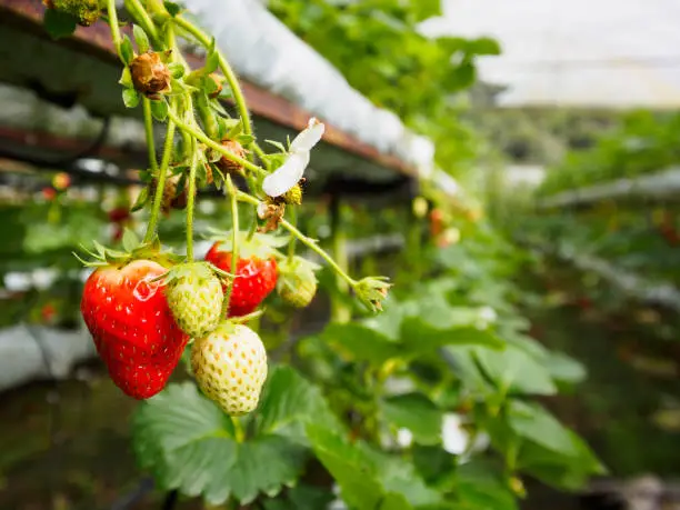 hoosing the Right Hydroponic System for Strawberry Cultivation