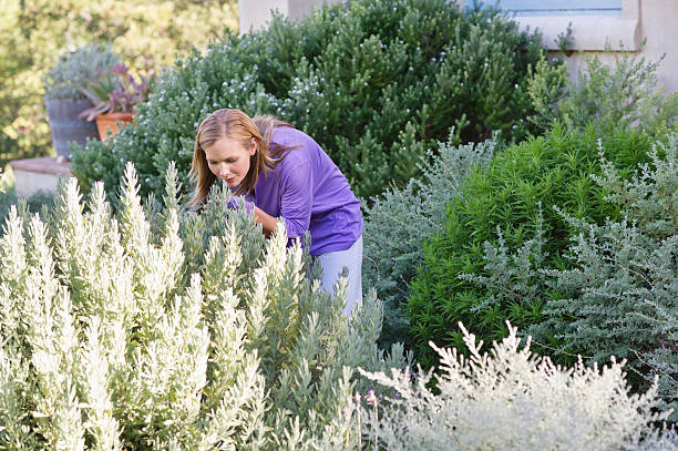 Fast-Growing Evergreen Ground Cover Plants for Quick Results