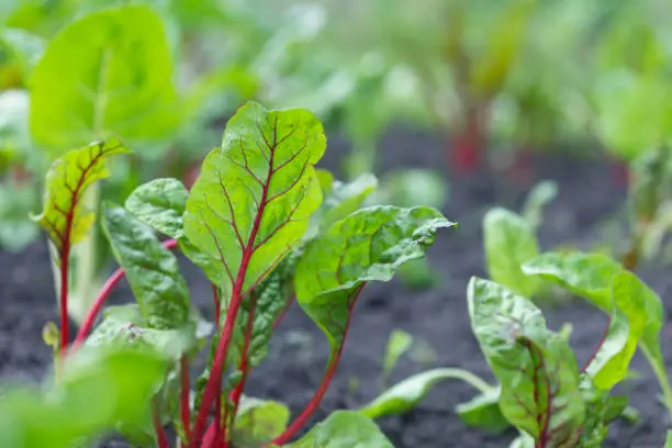 Choosing the Right Location for Growing Swiss Chard