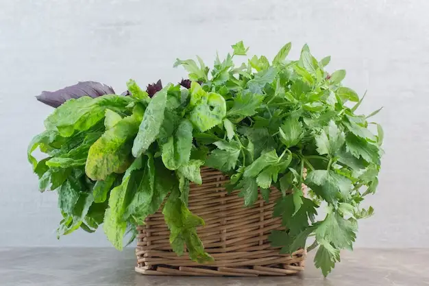 Propagating Swiss Chard from Seeds or Transplants