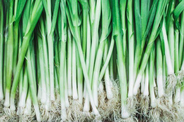 The Role of Watering in Reviving Sprouted Green Onions