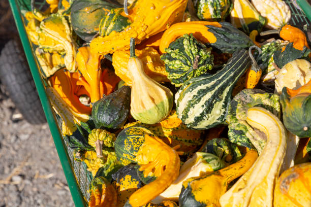 Soil Preparation: Discover the necessary steps to prepare the soil for winter squash cultivation, including testing, amending, and enriching the soil.