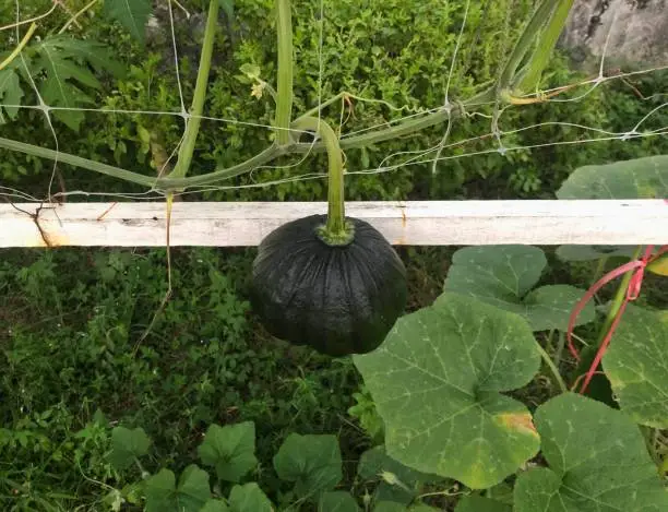 Planting Techniques: Learn the proper techniques for planting winter squash seeds or seedlings, ensuring optimal growth and yield.