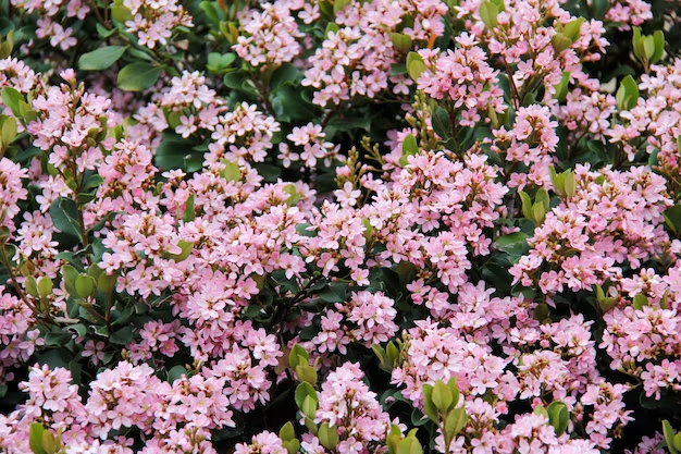 Pruning and Deadheading Alyssum for Continuous Blooming