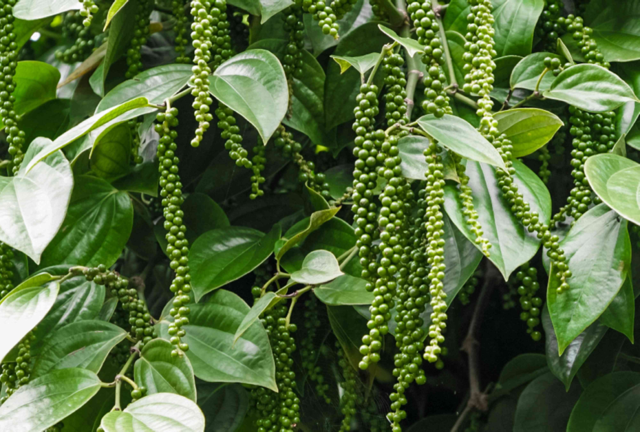 Peppercorn Plant: Cultivating Homegrown Black Pepper