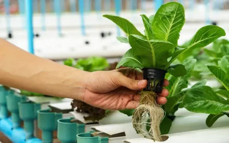 Mastering the Kratky Method: A Guide to Proper Watering Intervals