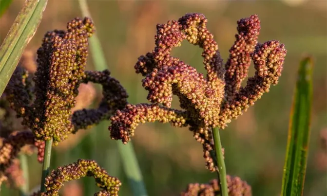 Mastering Millet Plant Tips: Growing Nutritious Grains
