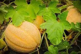 Exploring The Nutritional Benefits Of Cantaloupes.