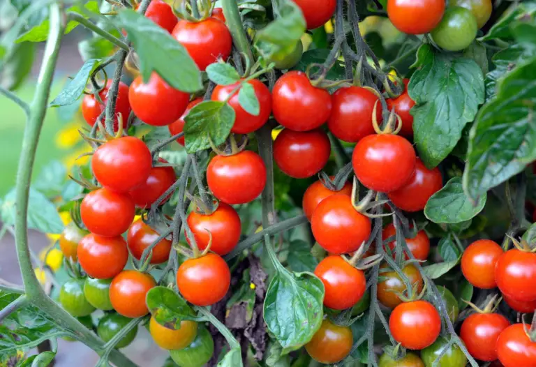Growing Cherry Tomatoes: Essential Growing Tips