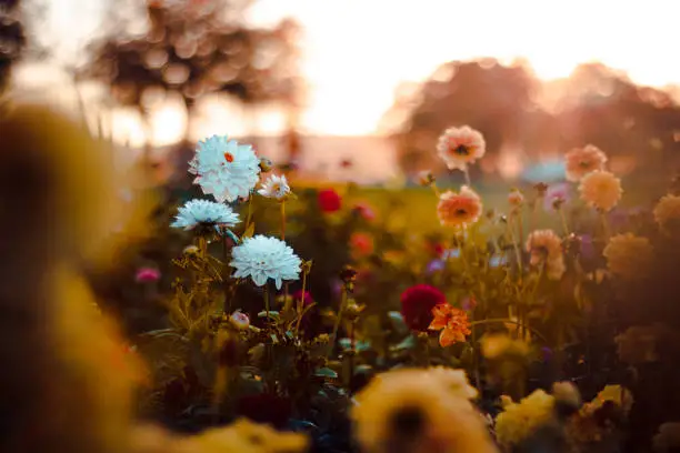 Blooming Flowers All Season Long: A Guide to 31 Varieties