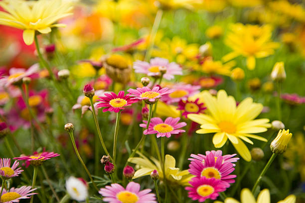 Creating a Well-Planned Garden Layout for Year-Round Blooms