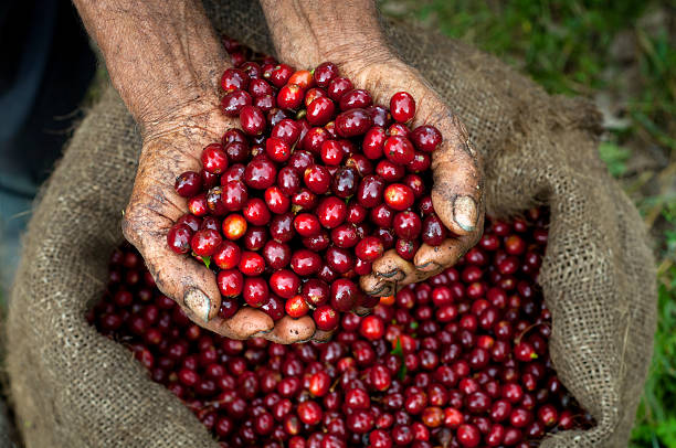 Processing Coffee Cherries: Wet vs. Dry Methods
