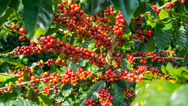Selecting the Ideal Coffee Plant for Your Home Garden