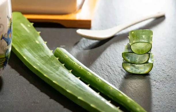 Understanding the Aloe Vera Plant: A Brief Overview