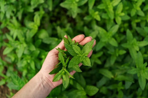 Common Mistakes to Avoid when Growing Mint Indoors
