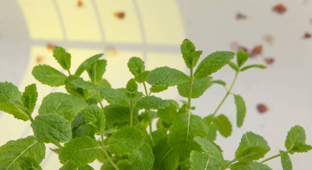 Propagating Mint Plants for Continuous Indoor Harvests