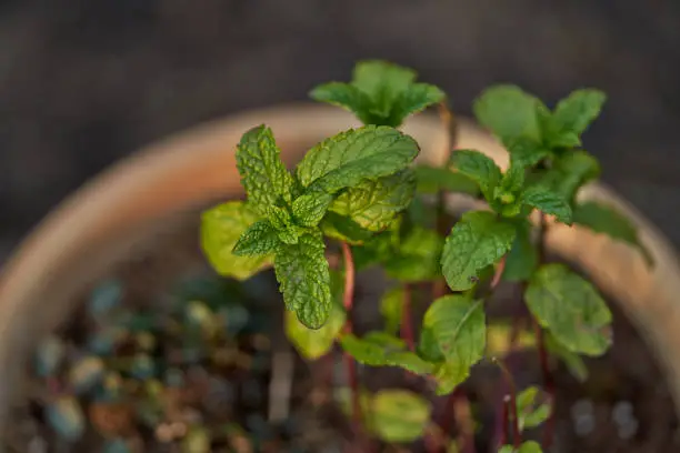 Growing Mint Indoors: A Minty-Fresh Primer