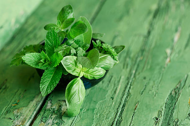 Understanding the Ideal Growing Conditions for Mint Indoors