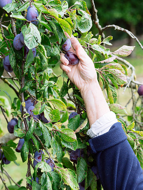 European Plum Trees: A Taste of Old-World Flavors in Your Backyard