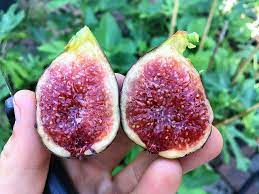 The Adaptability of the Chicago Hardy Fig Tree