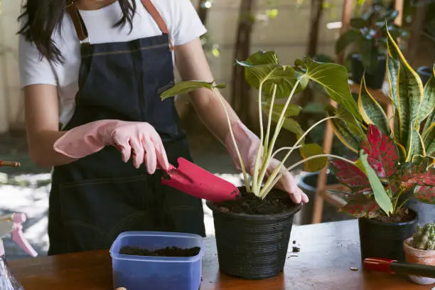 Understanding the Hoya Plant: An Overview