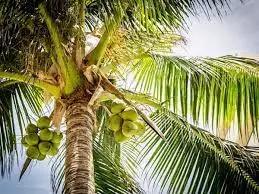 Understanding The Coconut Tree: Anatomy And Growth Patterns.