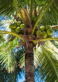 Coconut Tree Care: Nurturing a Tropical Gem
