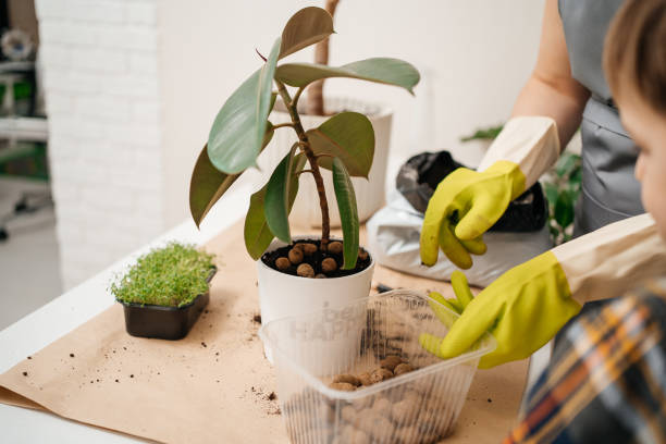 Propagating Hoya Plants: Methods and Tips
