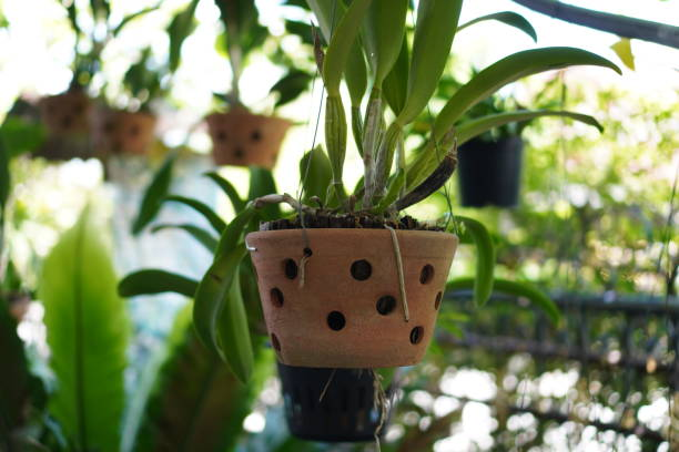Tips for Creating a Stunning Hoya Plant Display