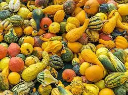 Picking Acorn Squash for the Best Flavor