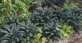 Kale Companion Plants: Beneficial Combinations