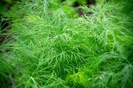 Understanding the Optimal Time for Harvesting Dill.