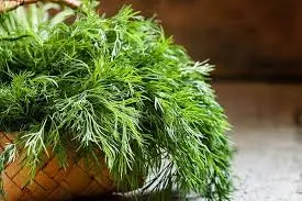 Harvesting Dill and Storing It for Later