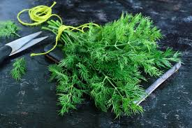 Selecting the Right Tools for Harvesting Dill