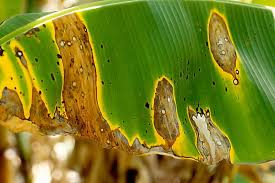 Alternaria Leaf Spot: Prevention and Treatment