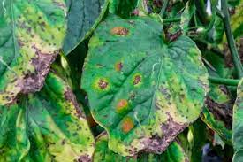 The Impact of Alternaria Leaf Spot on Plants